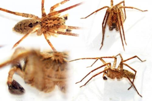 Zoropsis spinimana